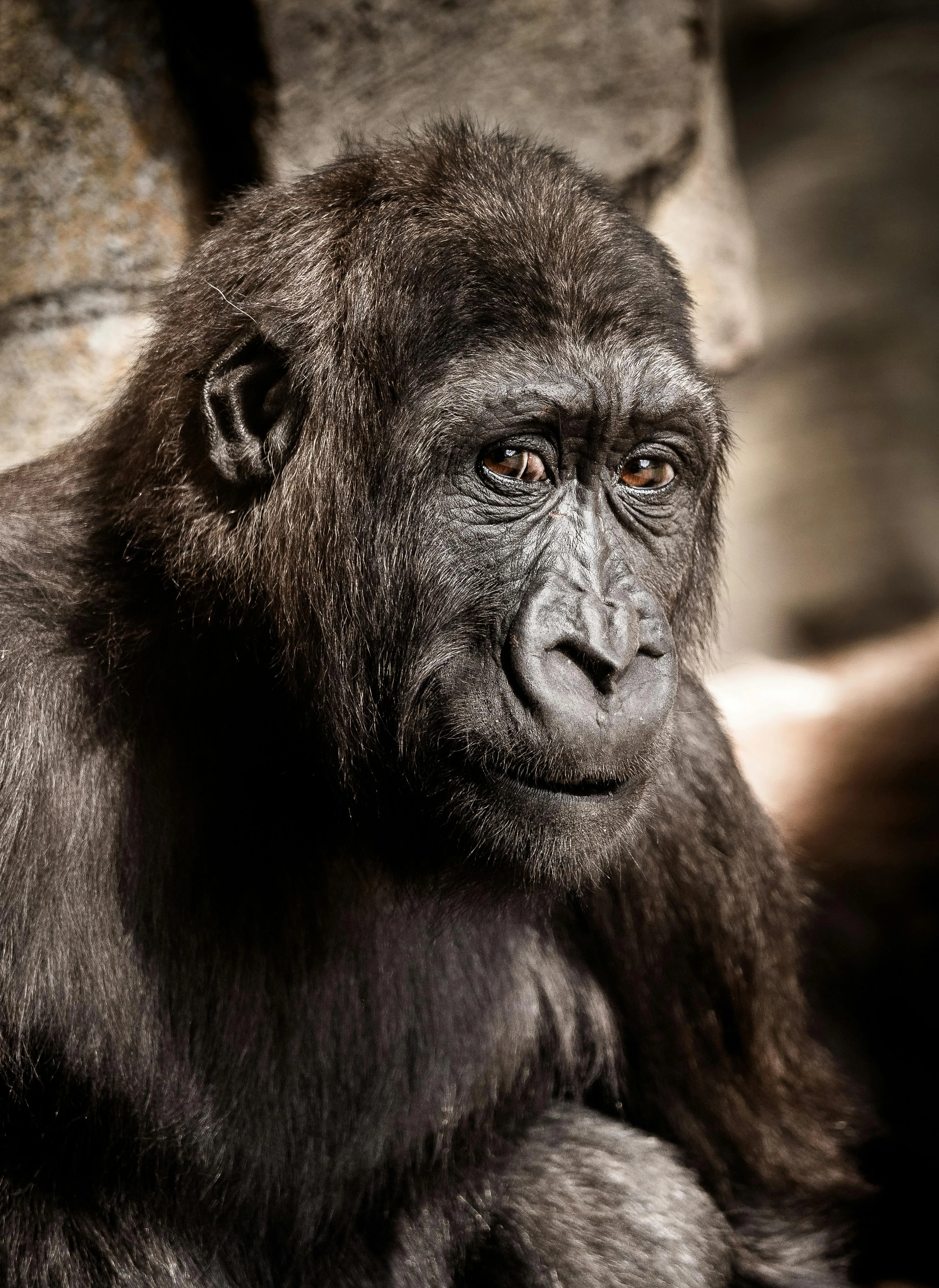 A baby gorilla gives a smug side eye look