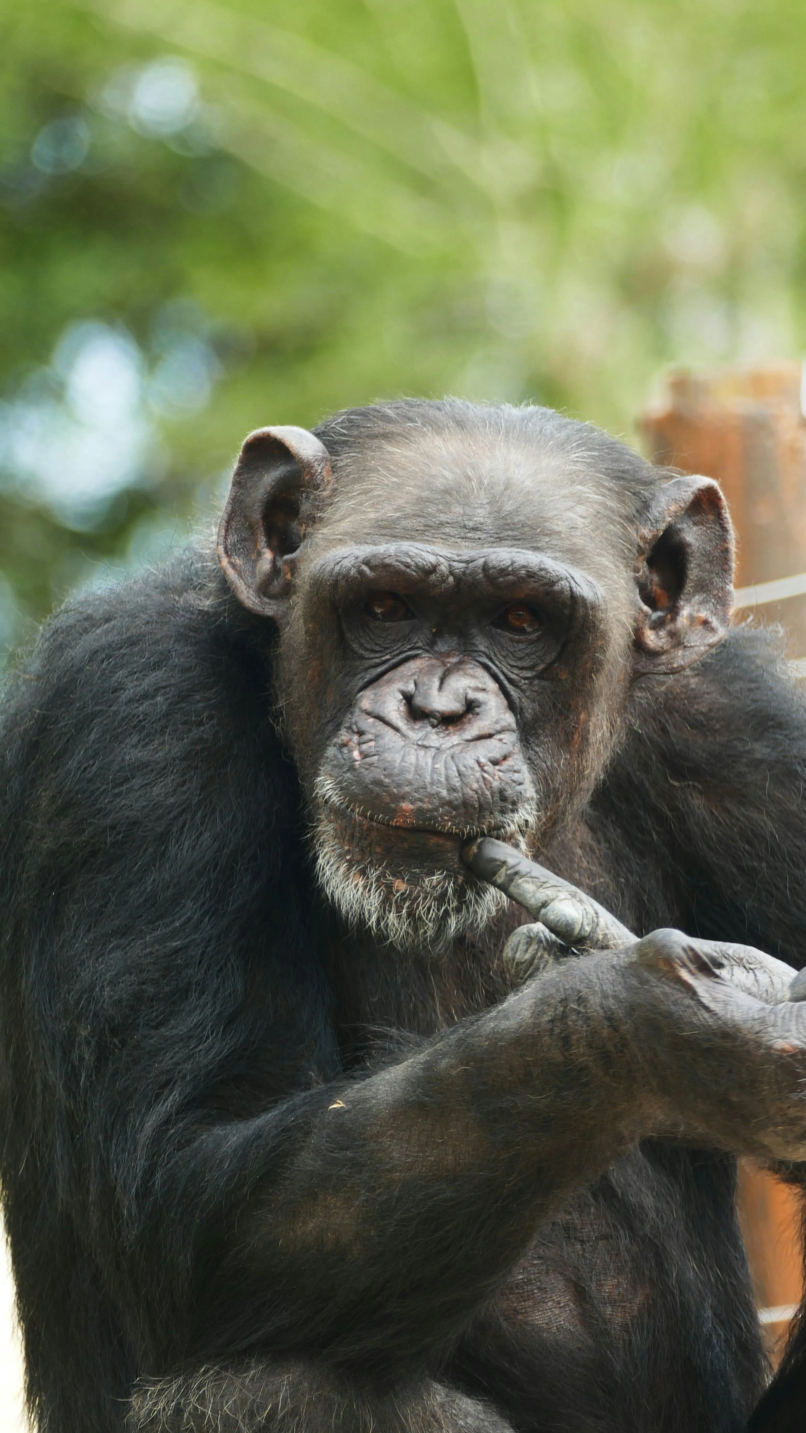 A bonobo sits thoughtfully