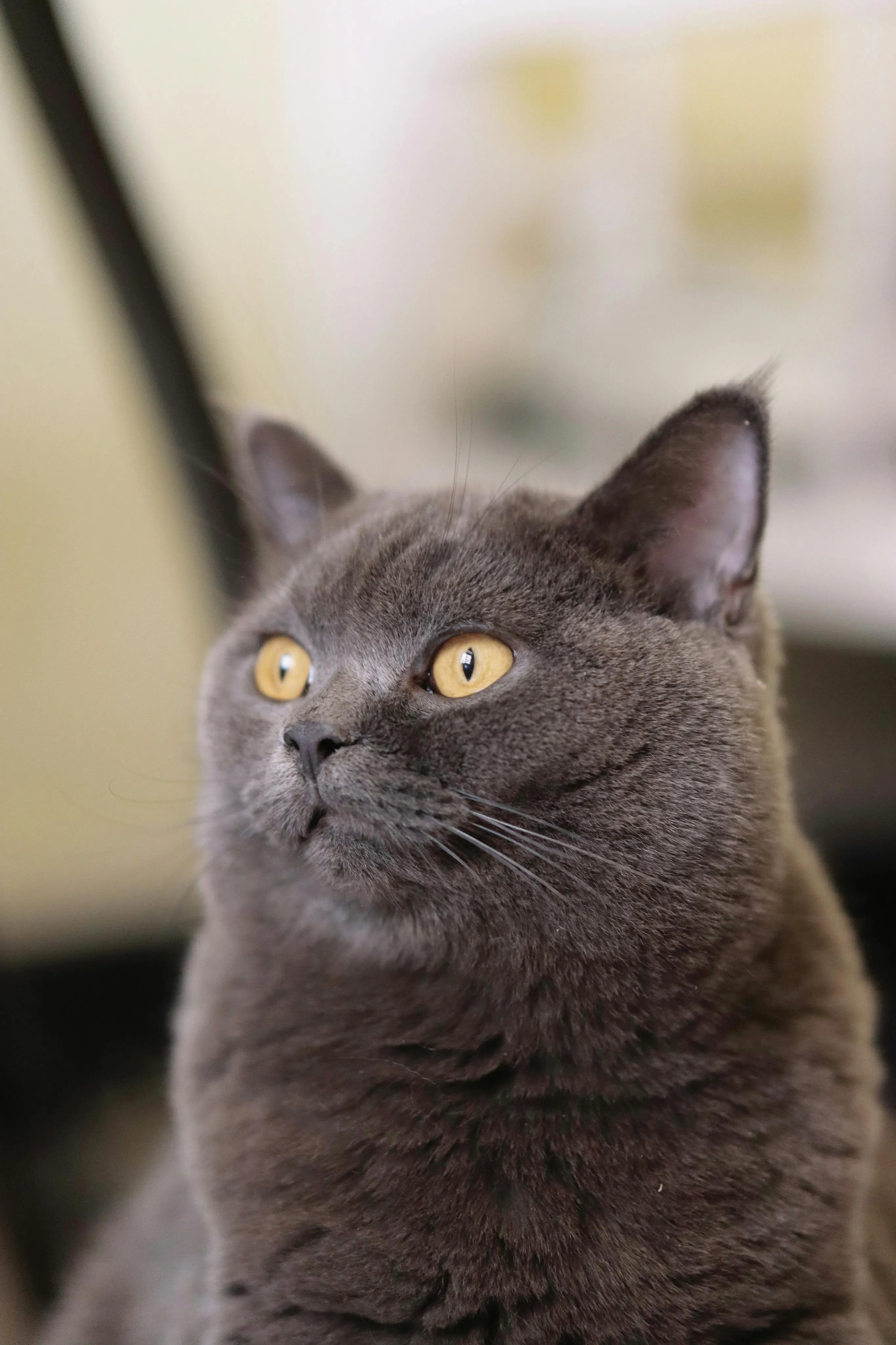 A British shorthair cat looking surprised