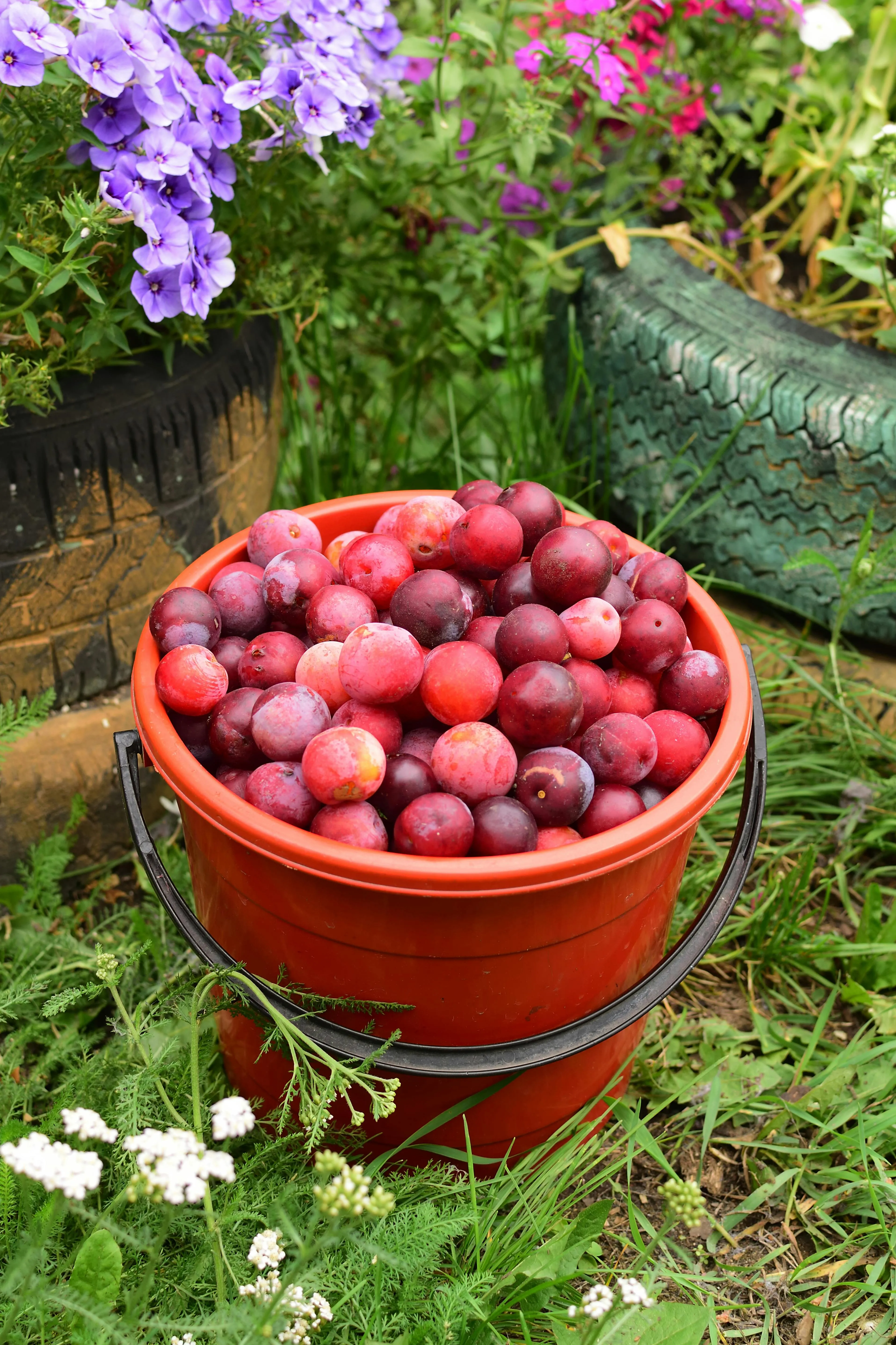 A bucket overflowing with fruit