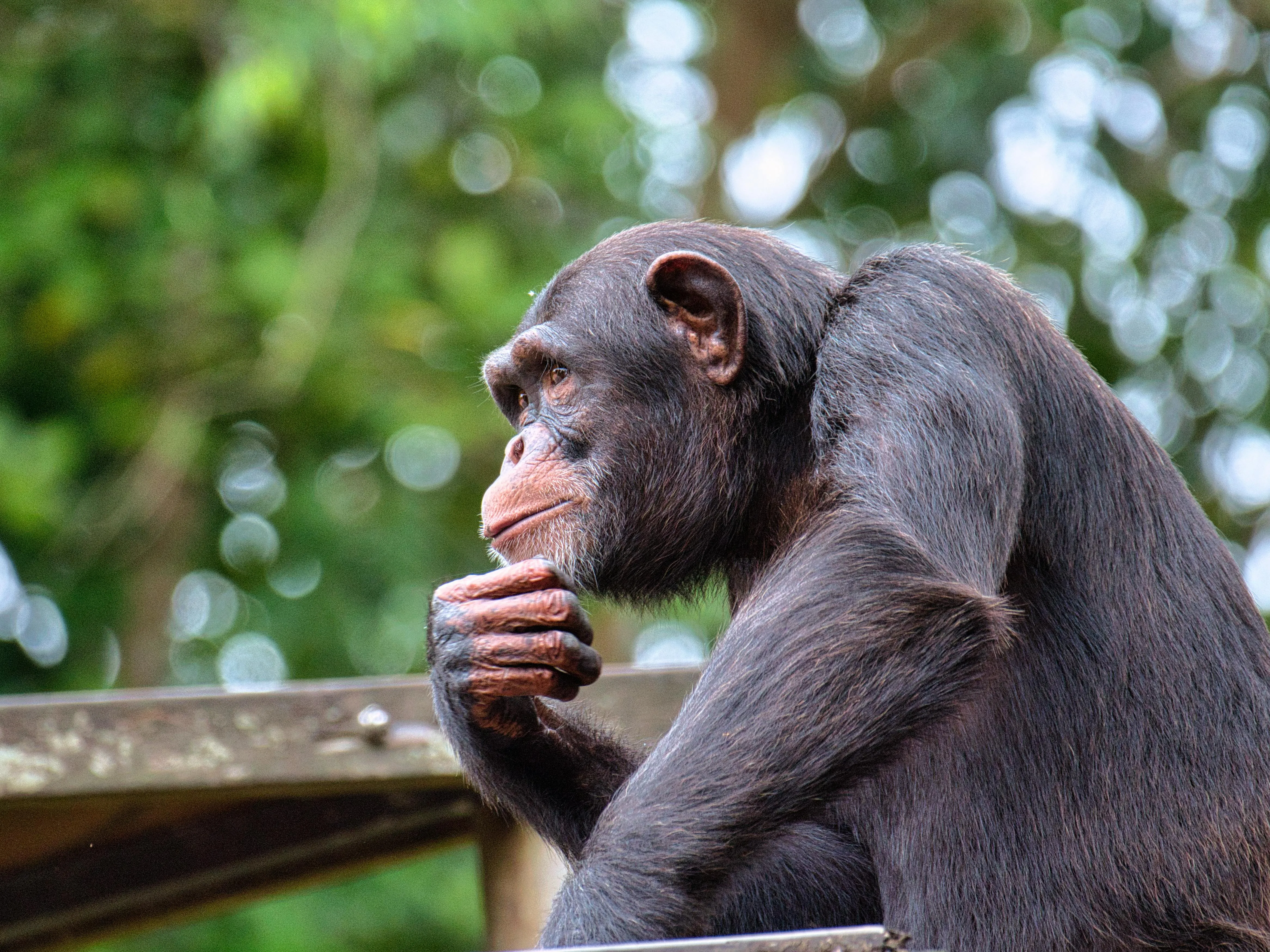 A chimpanzee thinking to itself, head resting on hand