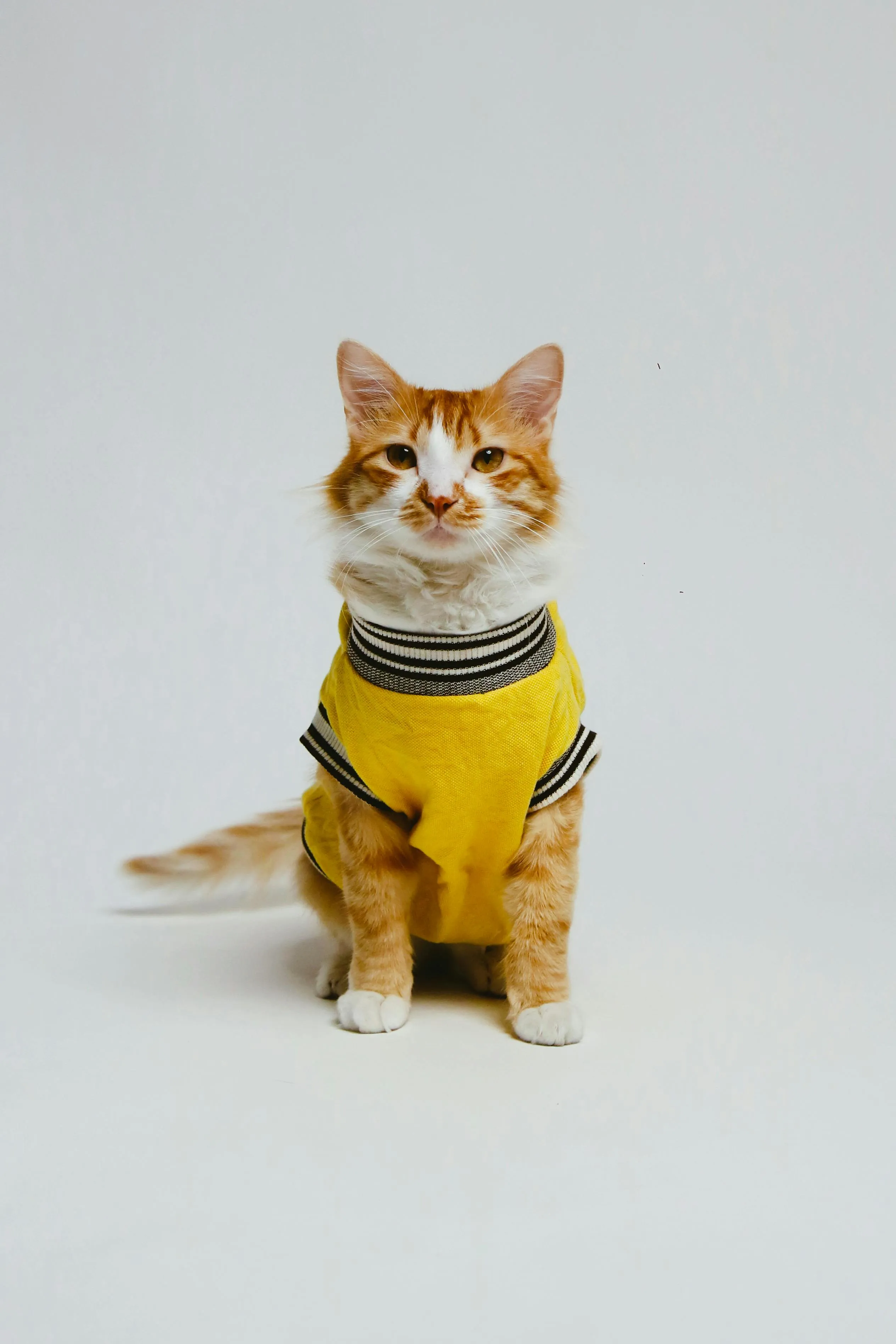A handsome cat wearing a cute yellow sweater