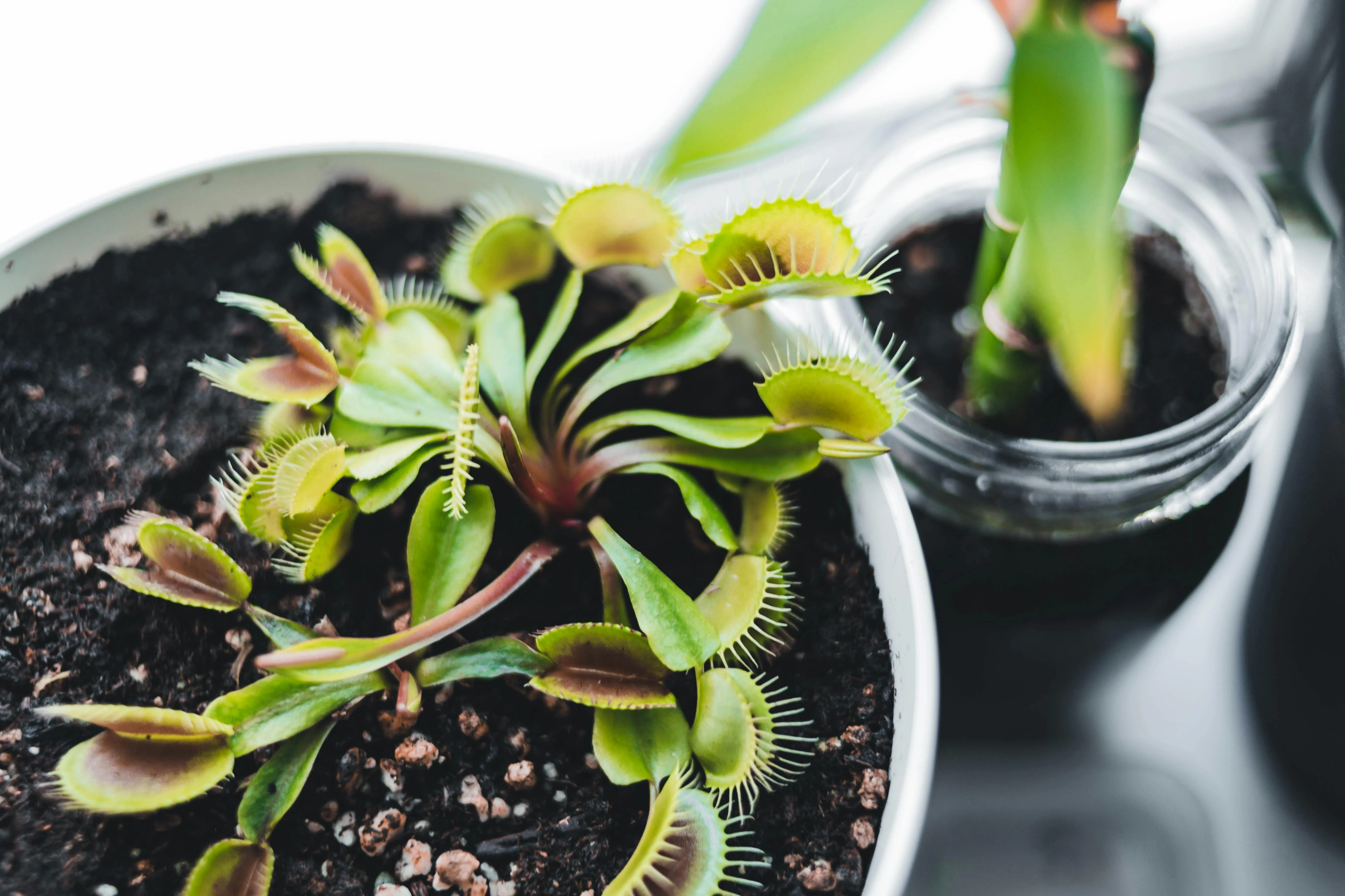 A potted venus flytrap