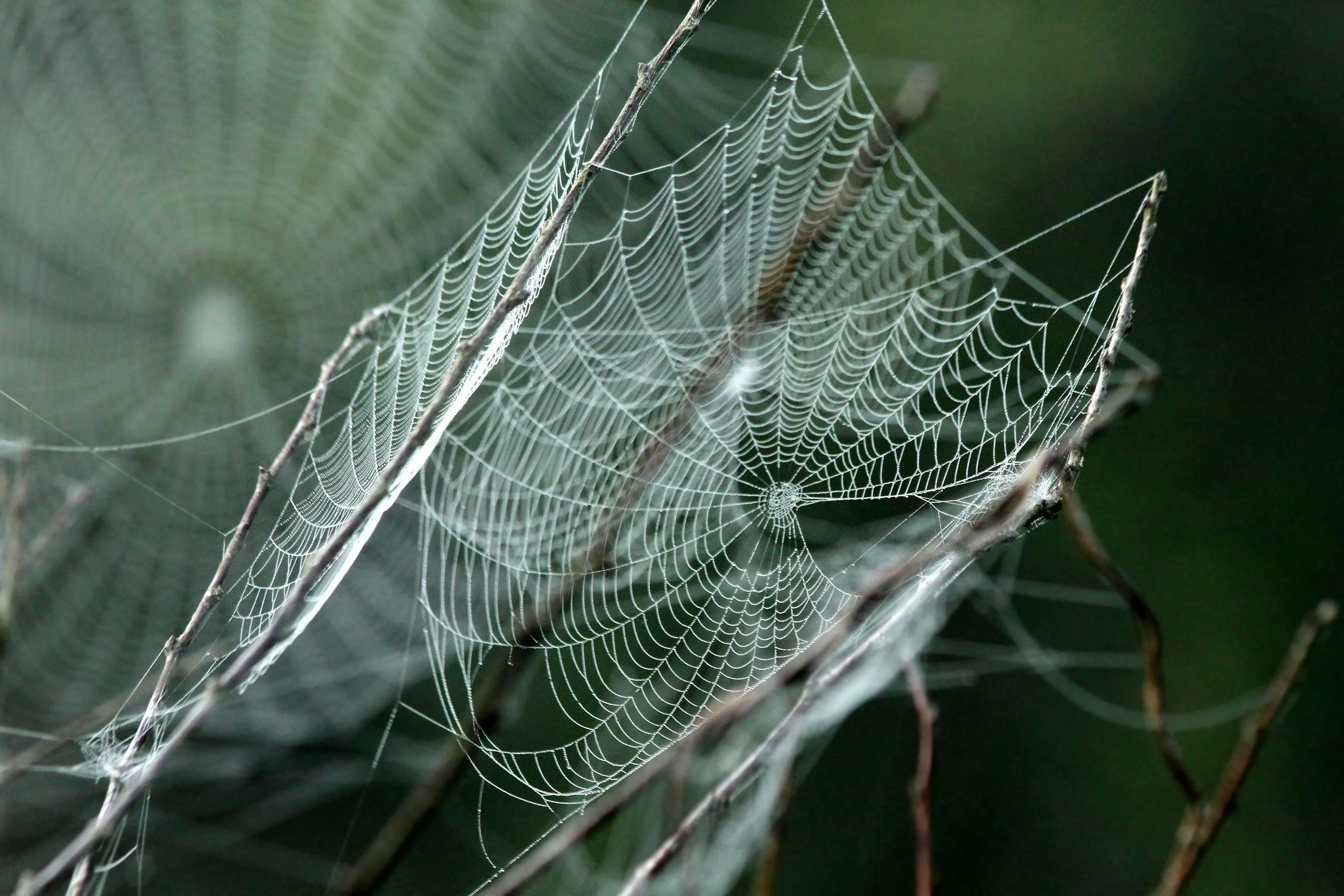 A spider web spanning across two branches