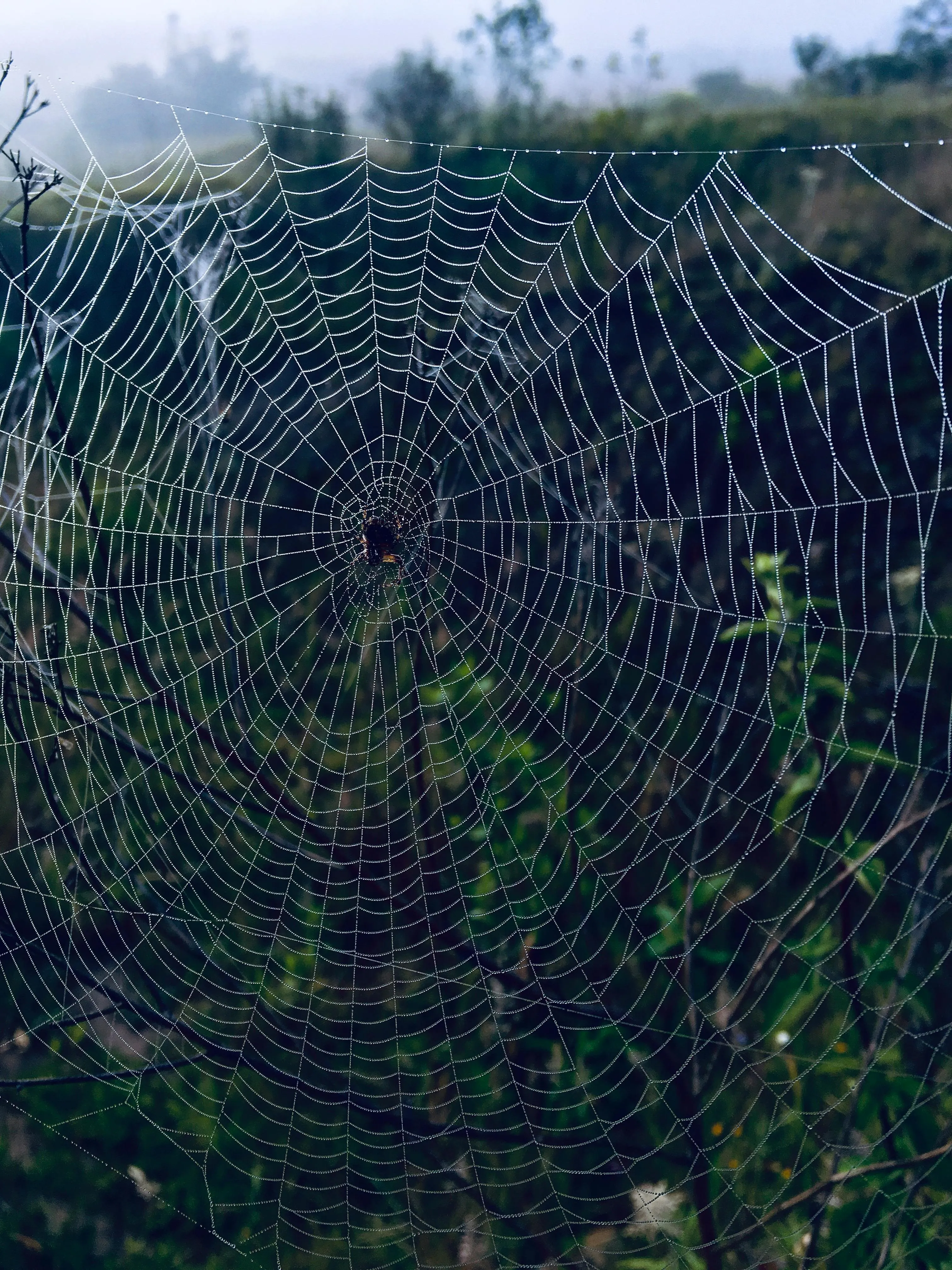 A spider web with a spider in the center