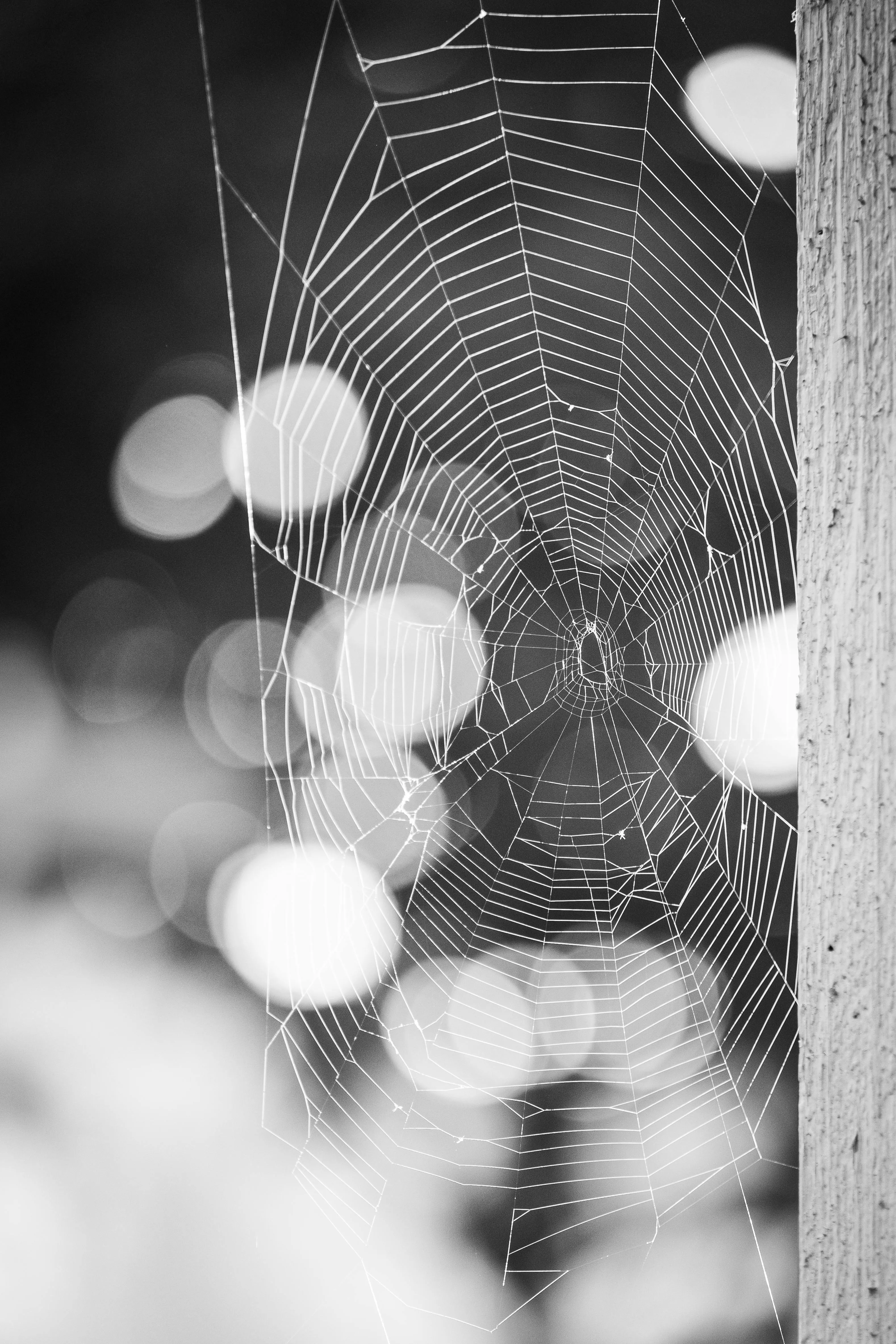 A spider web