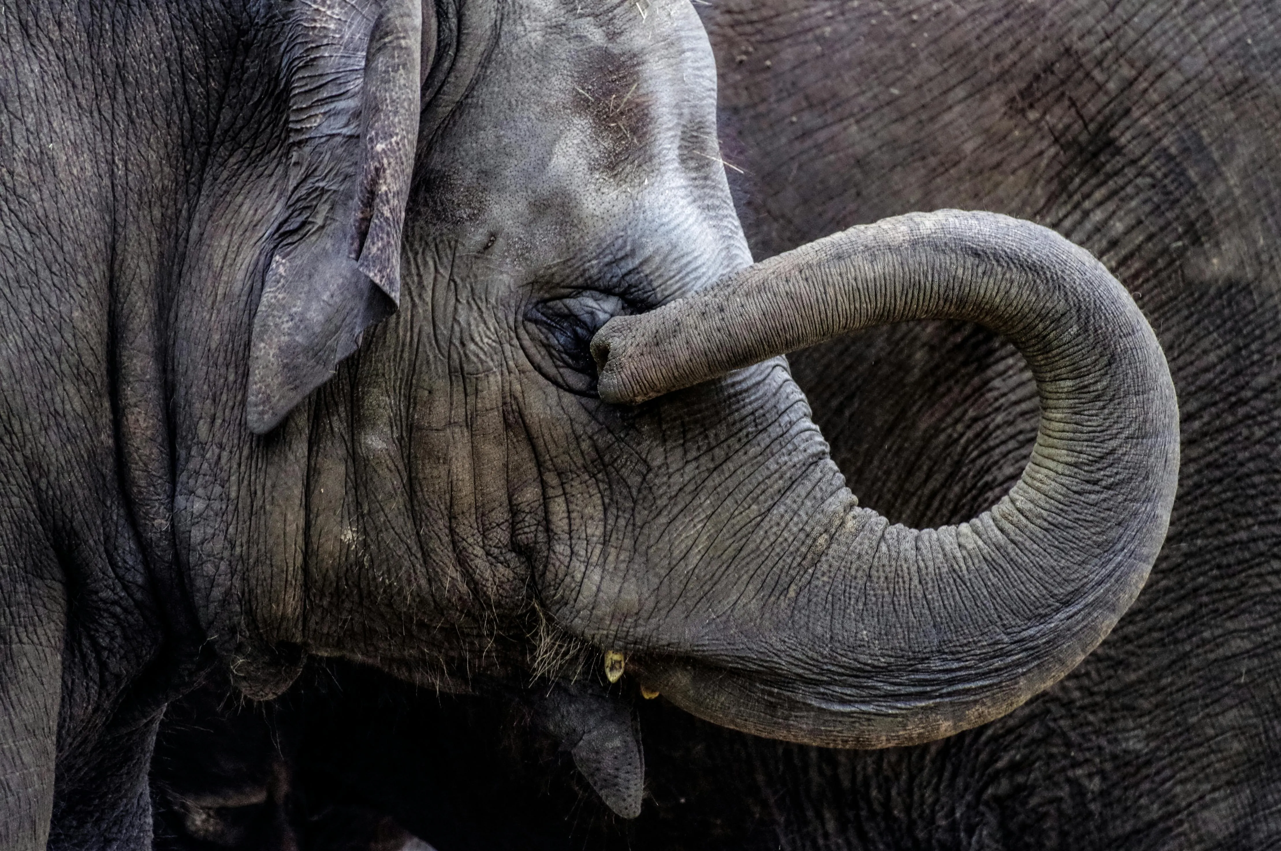 An elephant covers its eyes