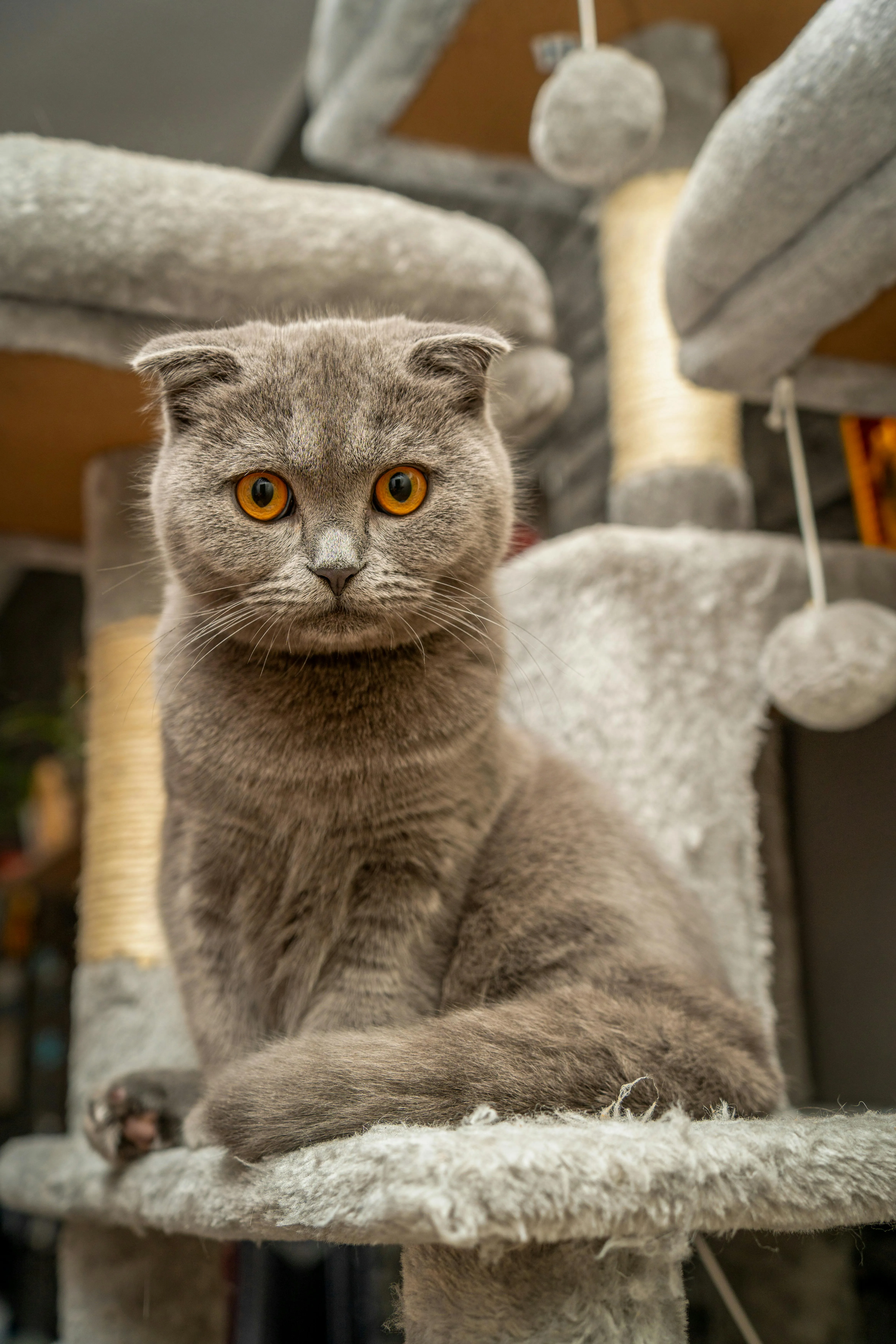 A British shorthair cat with a disappointed pout