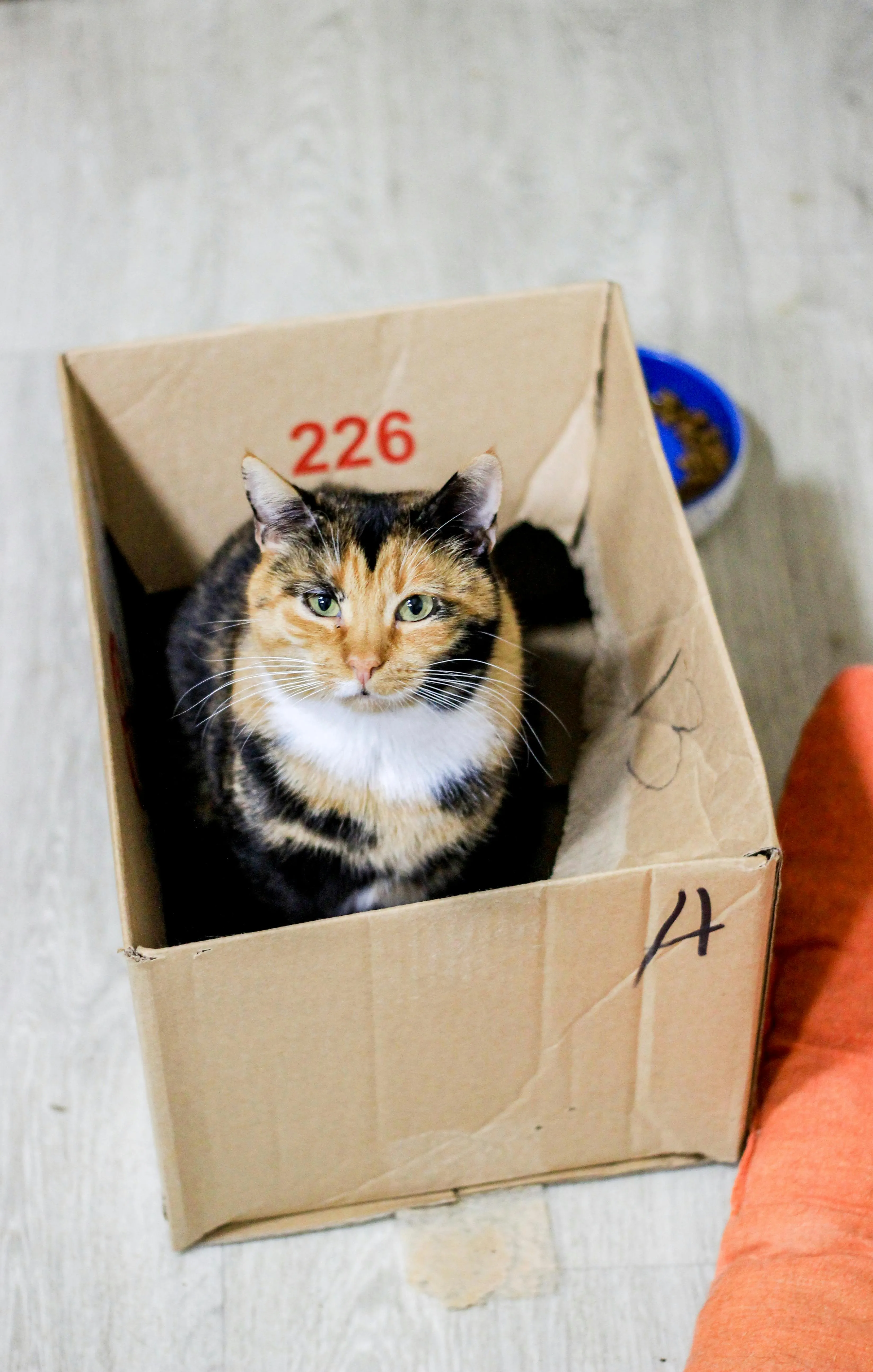 Sometimes like cats people stay in the box where it is comfortable