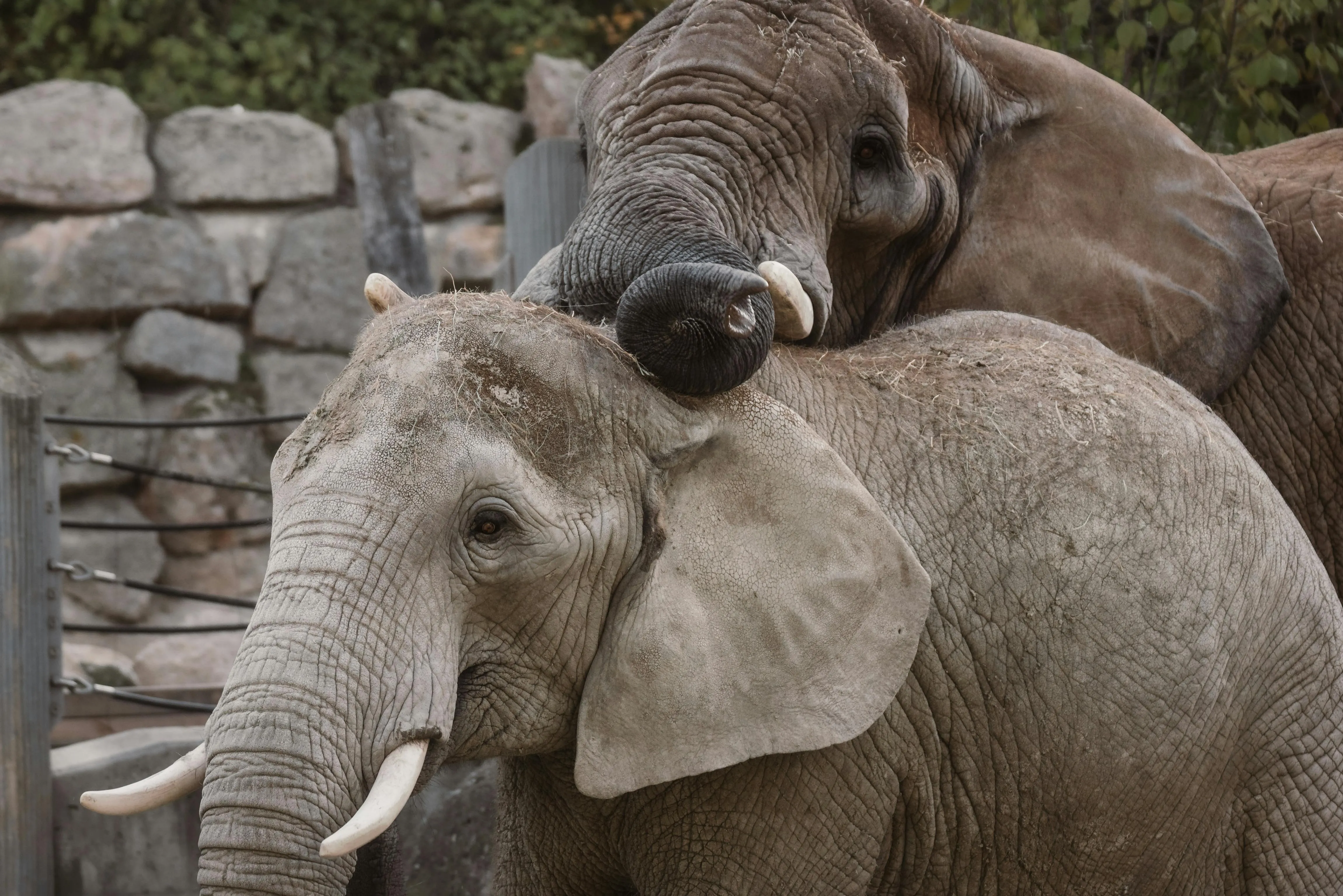 The elephant is the mascot for PostgreSQL